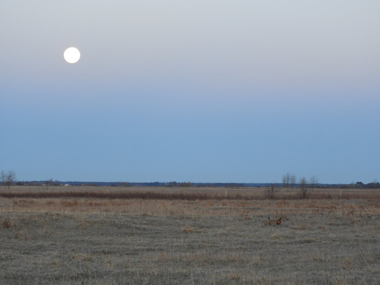 Booming Under the Moon