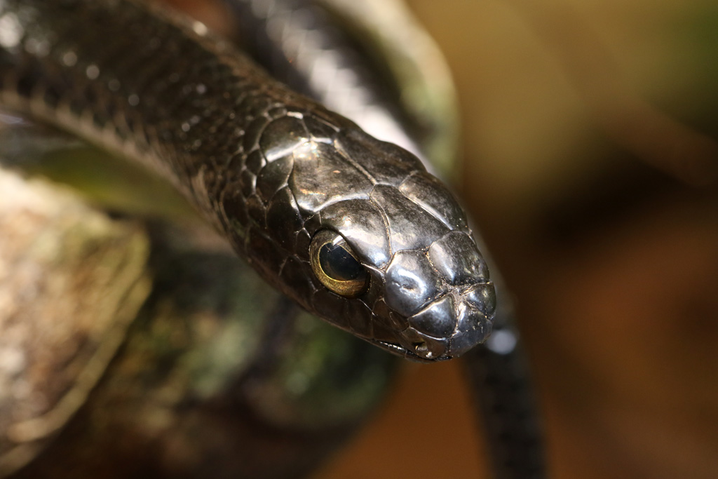 Boomslang at Skansen-Akvariet 30th August 2016