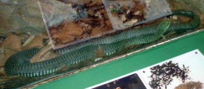 Boomslang (Dispholidus typus)