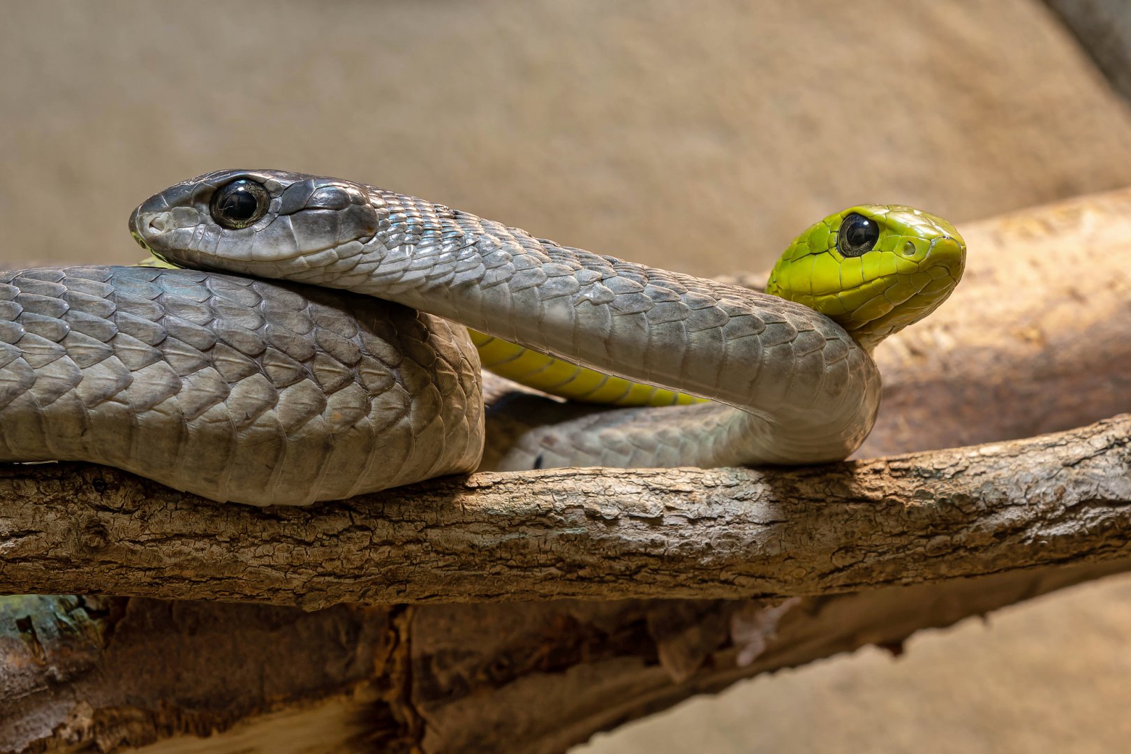 Boomslang (Dispholidus typus)