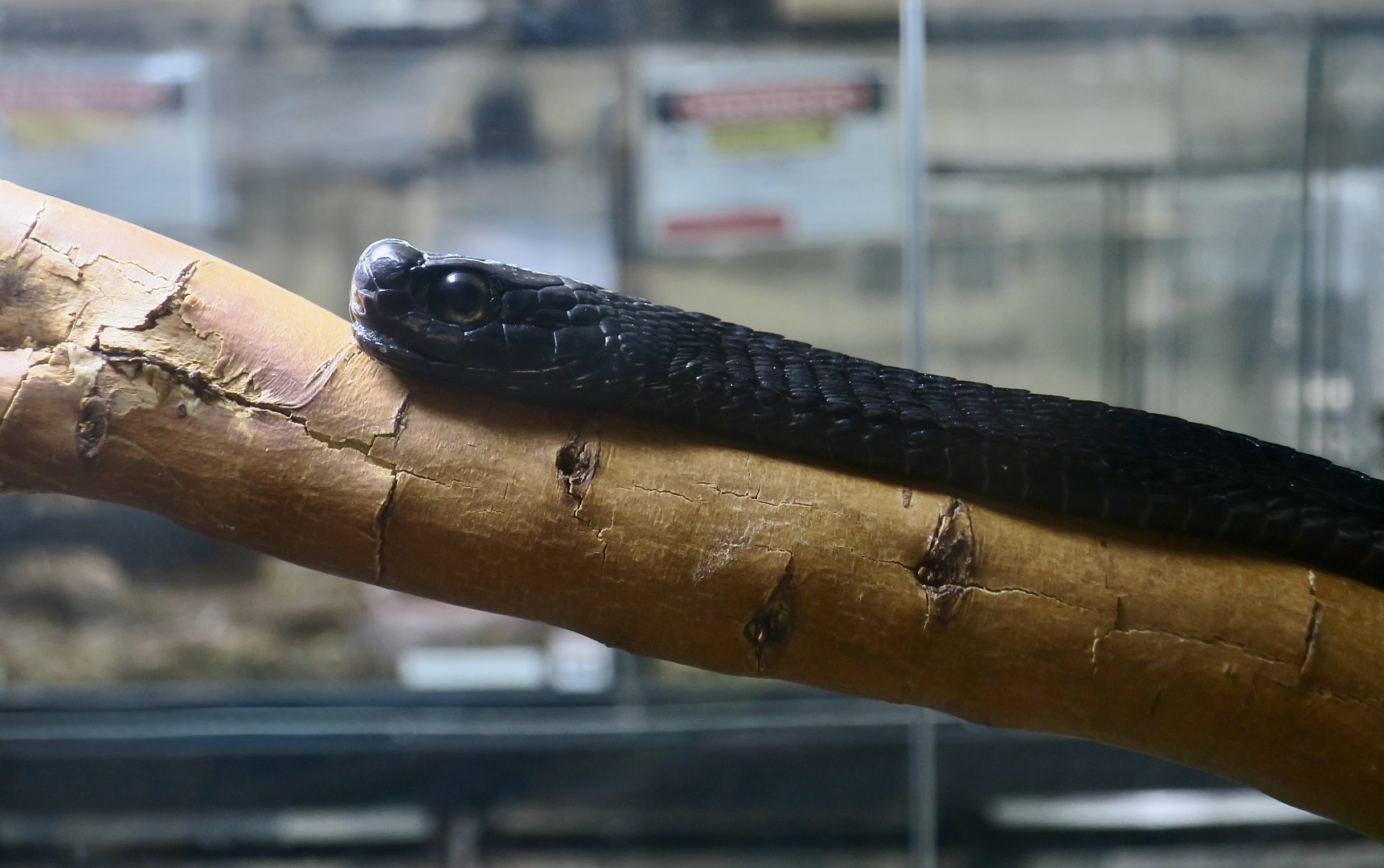 Boomslang (Dispholidus typus)