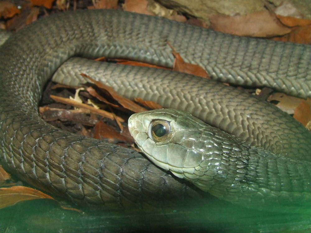 Boomslang, Reptile House