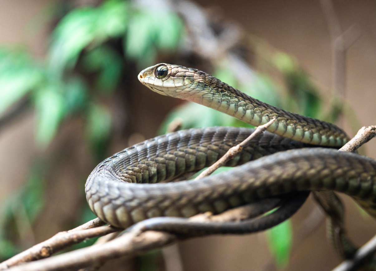 Boomslang