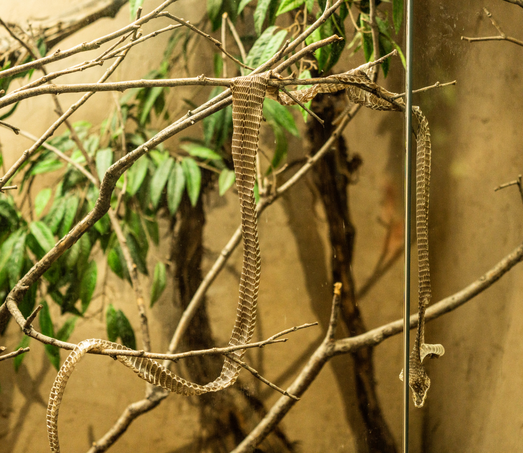 Boomslang's Ecdysis