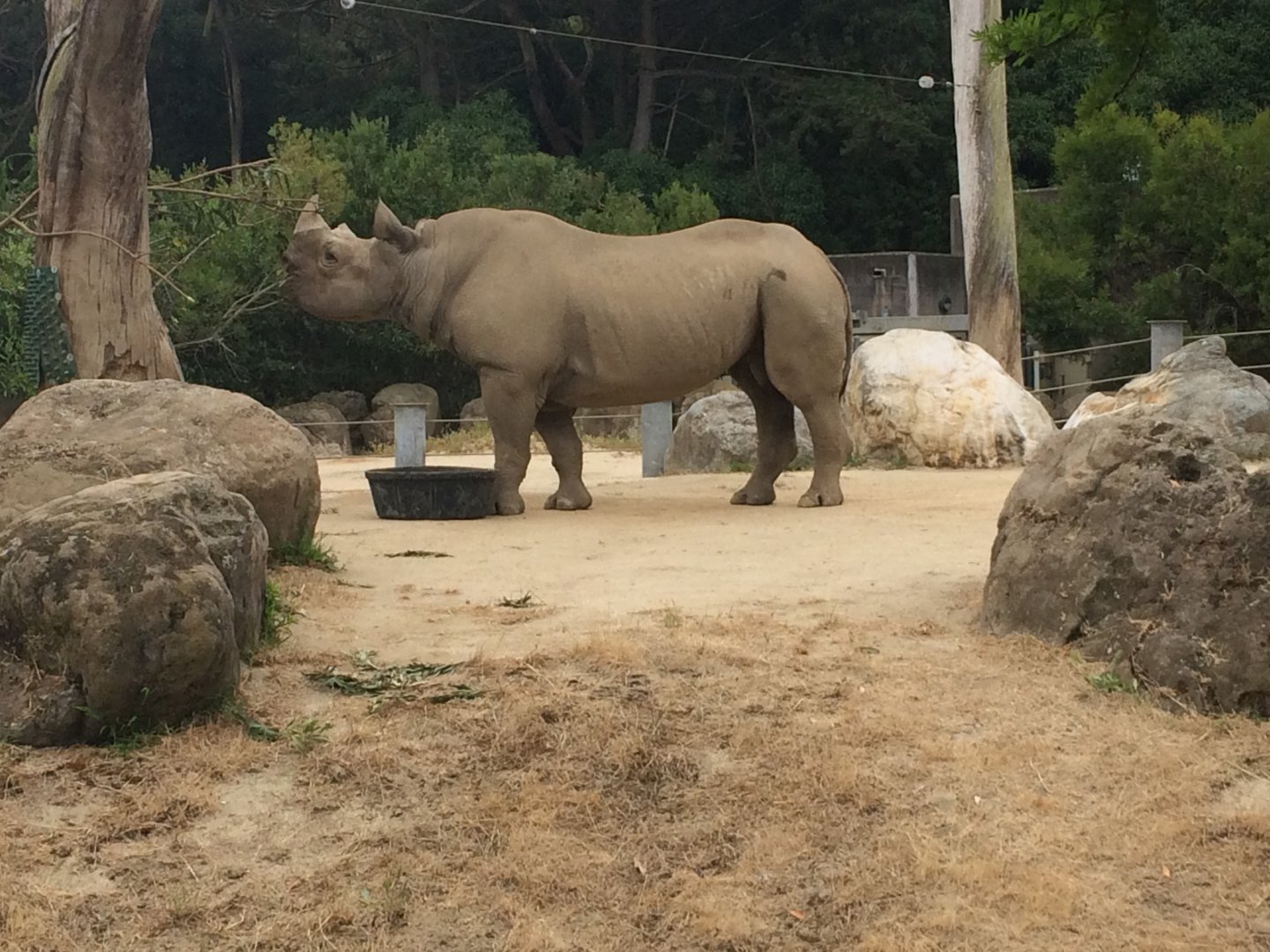 Boone the Black Rhino