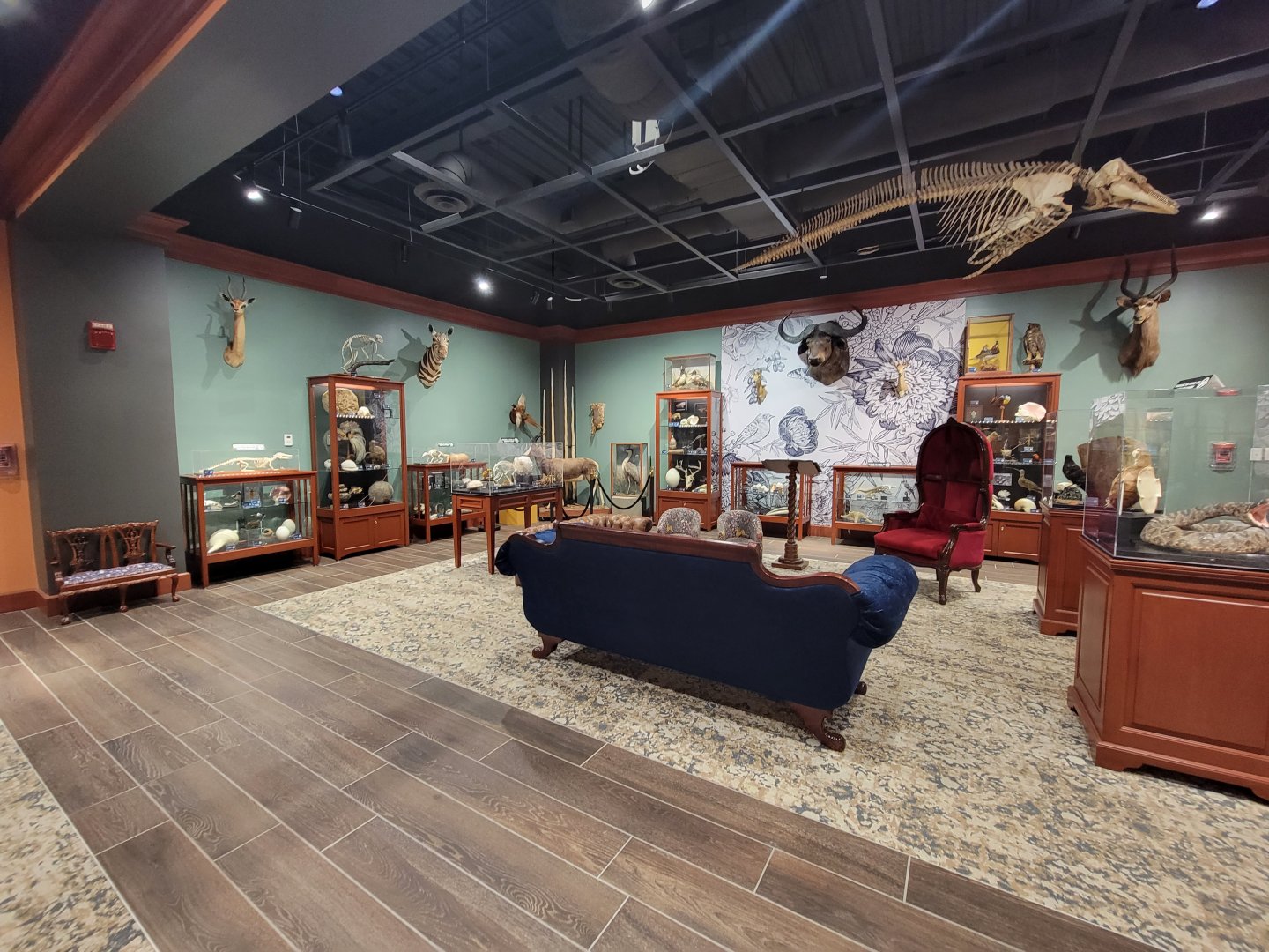 Boonshoft - Animal section of curiosity room