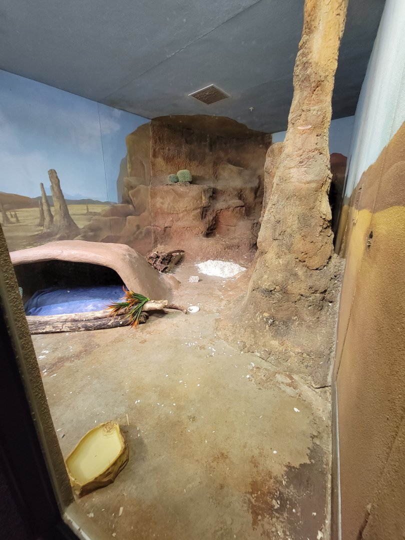 Boonshoft - Bat-eared foxes