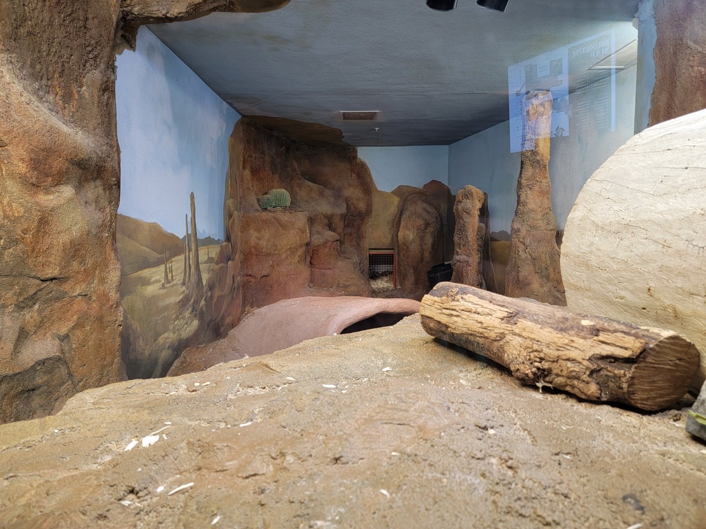 Boonshoft - Bat-eared foxes