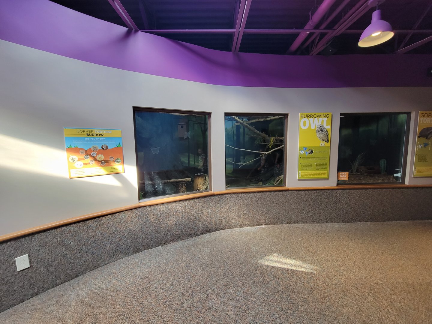 Boonshoft - Burrowing owl and gopher tortoise