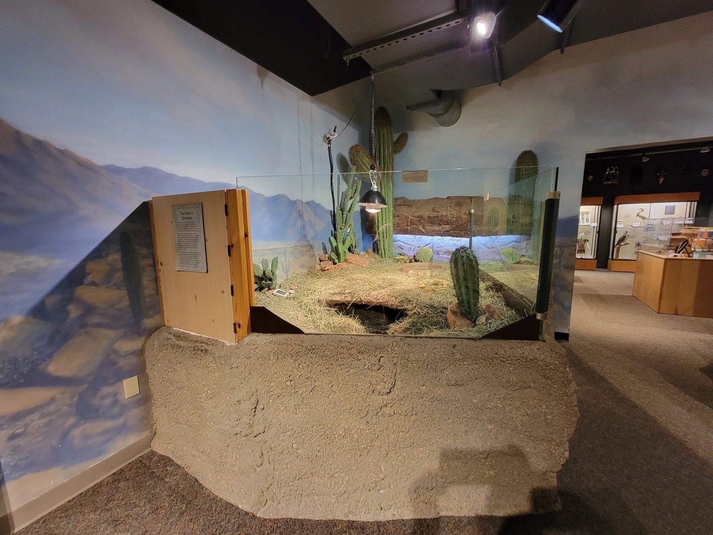 Boonshoft - Desert tortoise