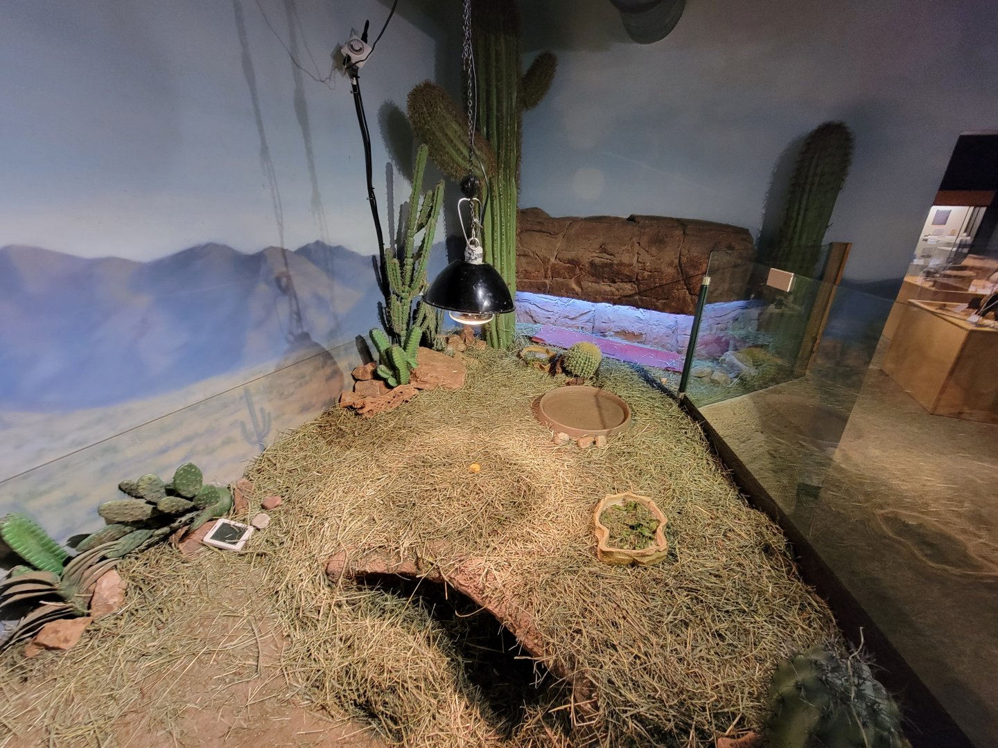 Boonshoft - Desert tortoise