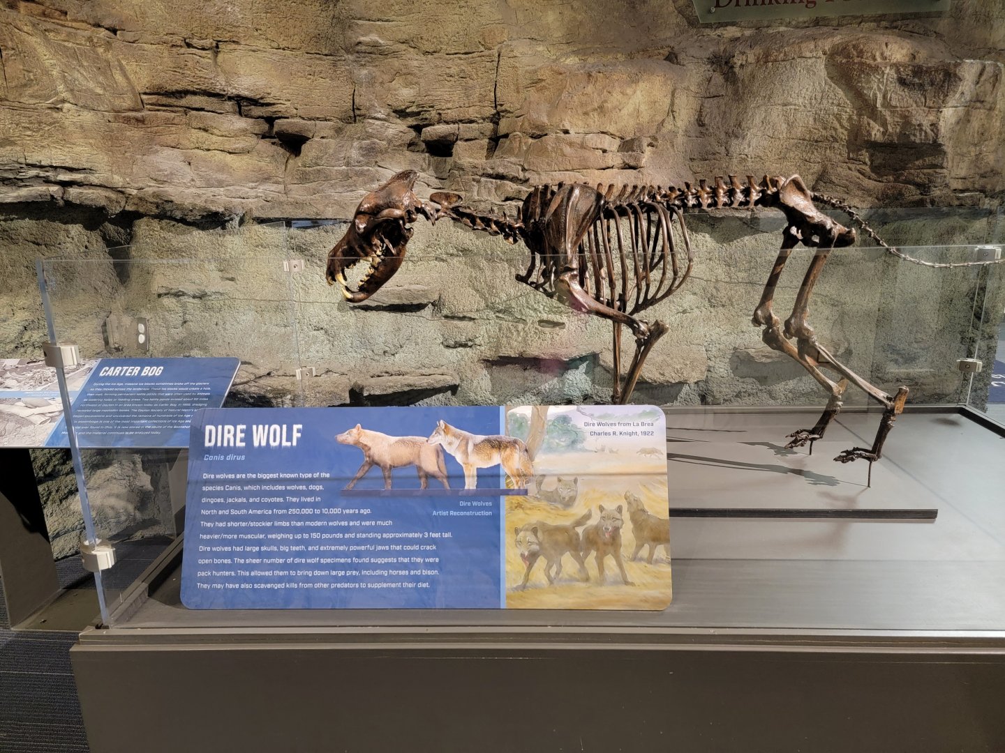 Boonshoft - Dire wolf