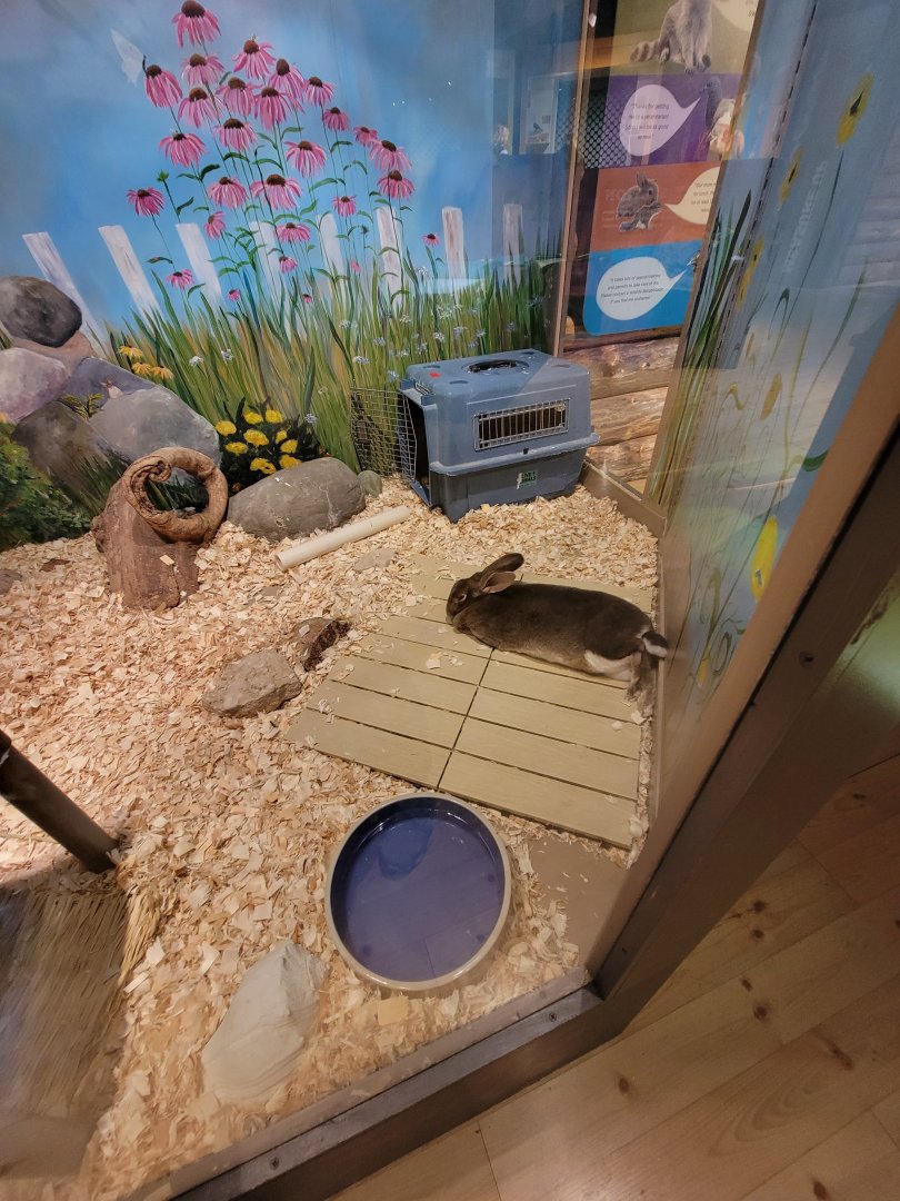 Boonshoft - Domestic rabbit