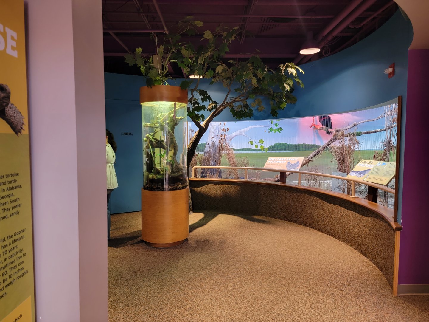 Boonshoft - Gecko and turkey vulture