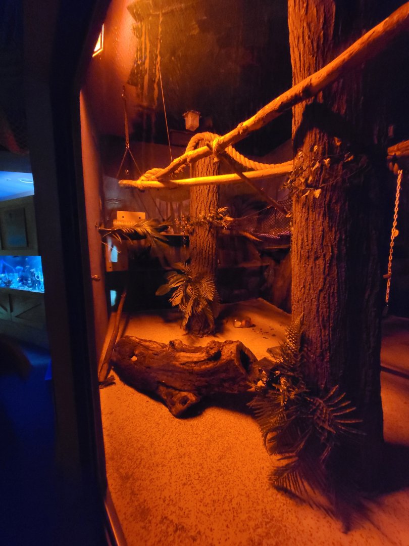 Boonshoft - Kinkajou