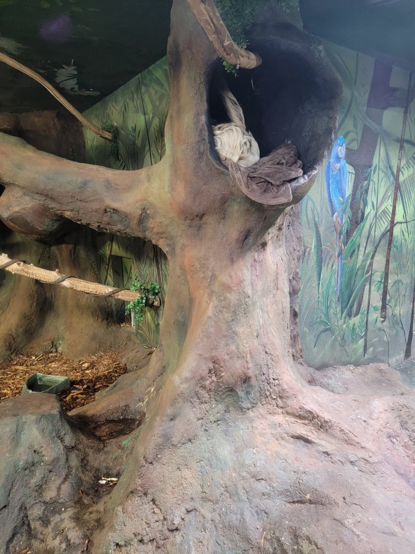 Boonshoft - Linnaeus's sloth