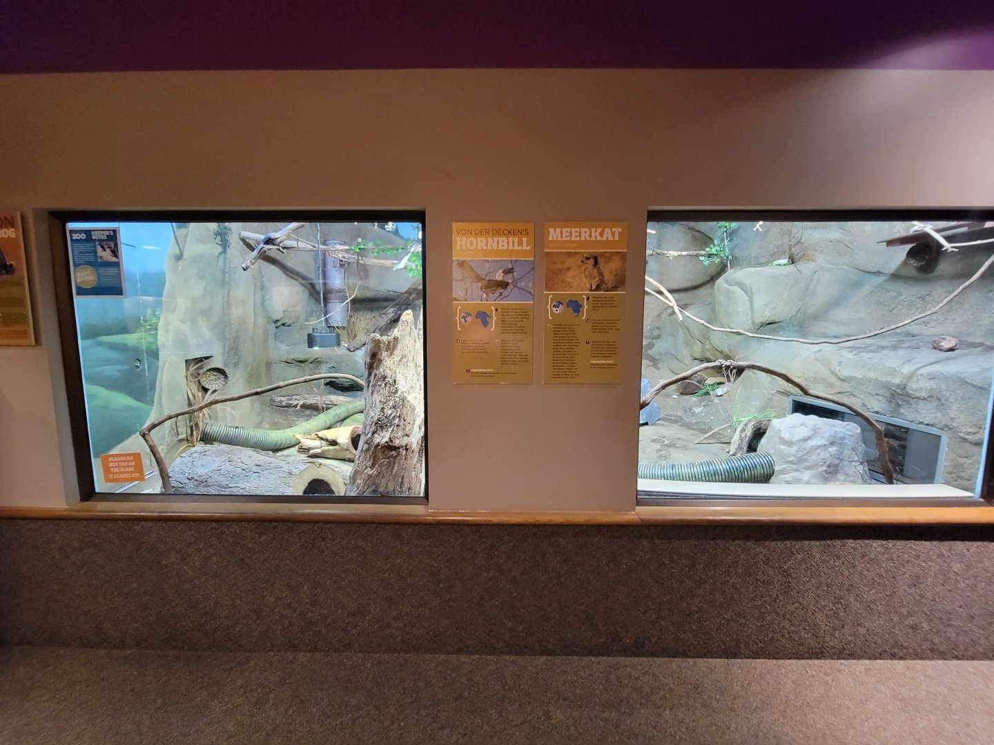 Boonshoft - Meerkats and Von der Decken's hornbill