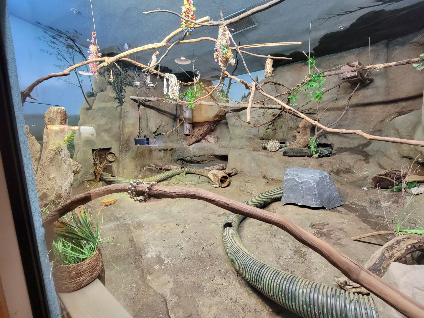 Boonshoft - Meerkats and Von der Decken's hornbill