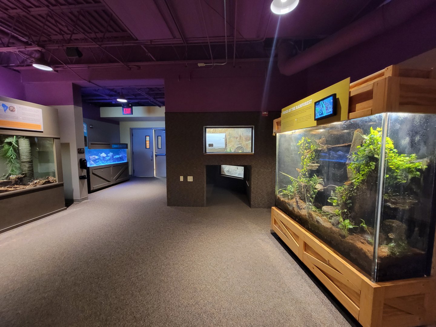 Boonshoft - Other end of zoo hall; armadillo and fish on left, foxes ahead, poison dart frogs on right