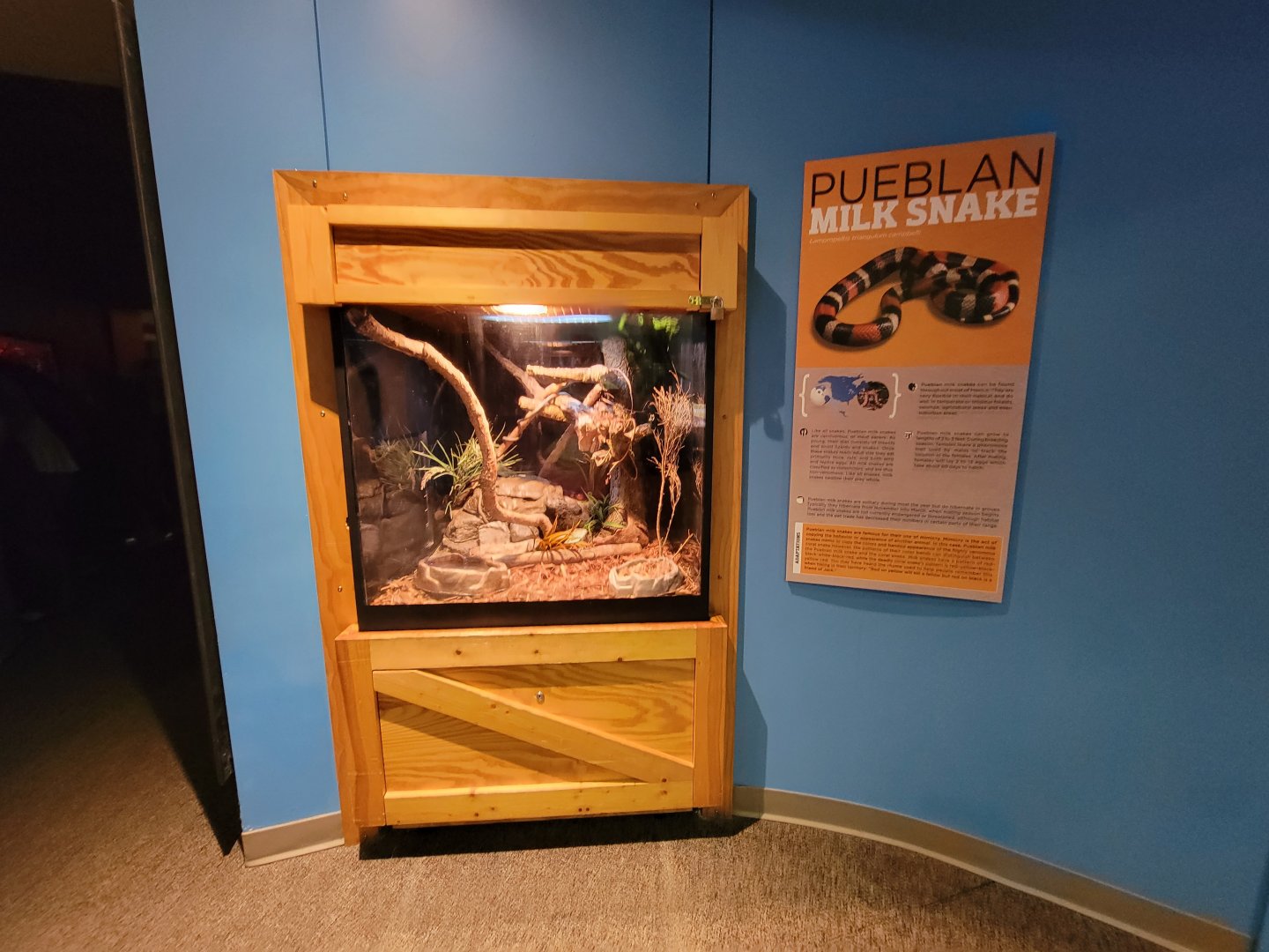 Boonshoft - Pueblan milksnake