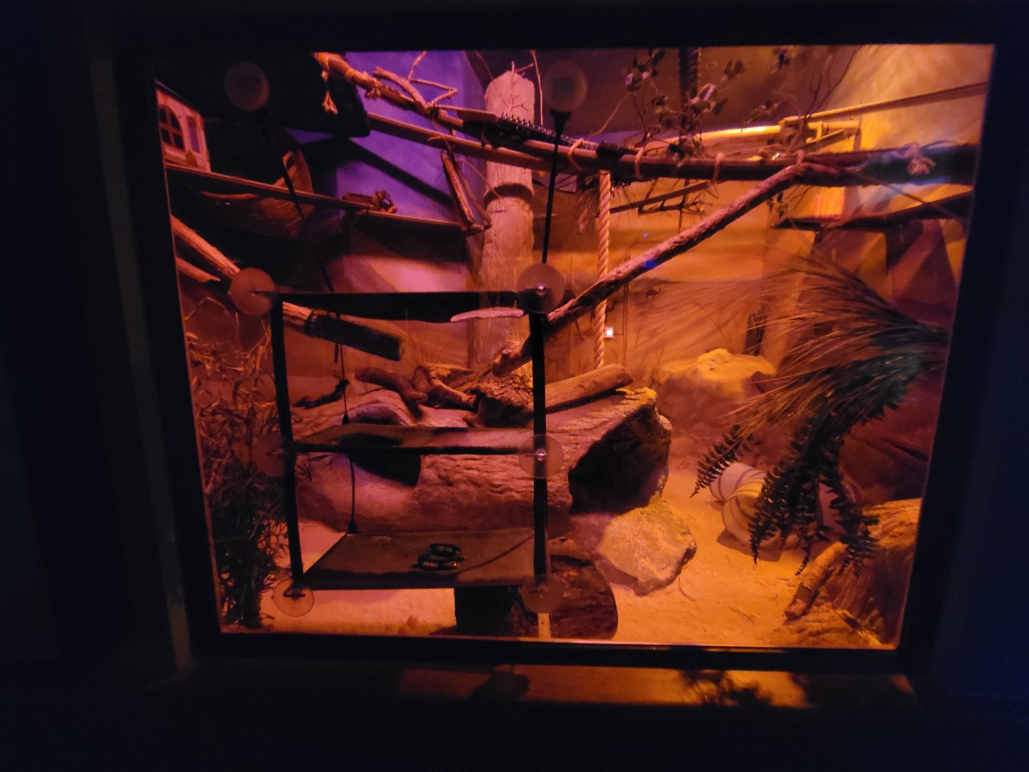 Boonshoft - Sand cat