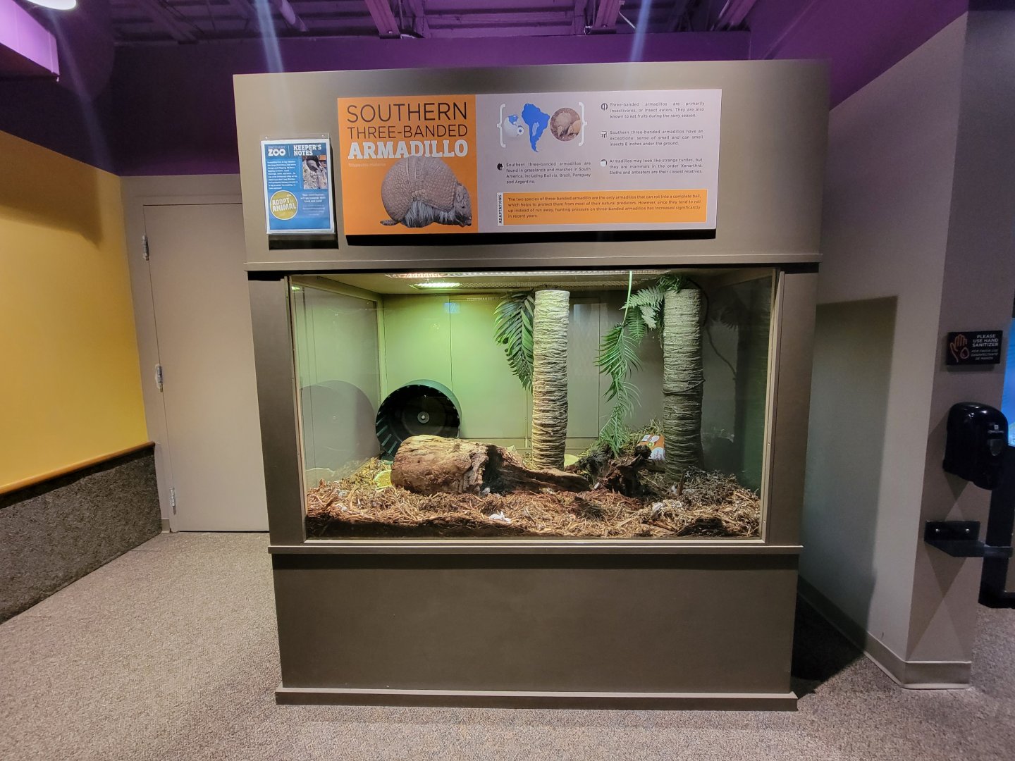 Boonshoft - Southern three-banded armadillo