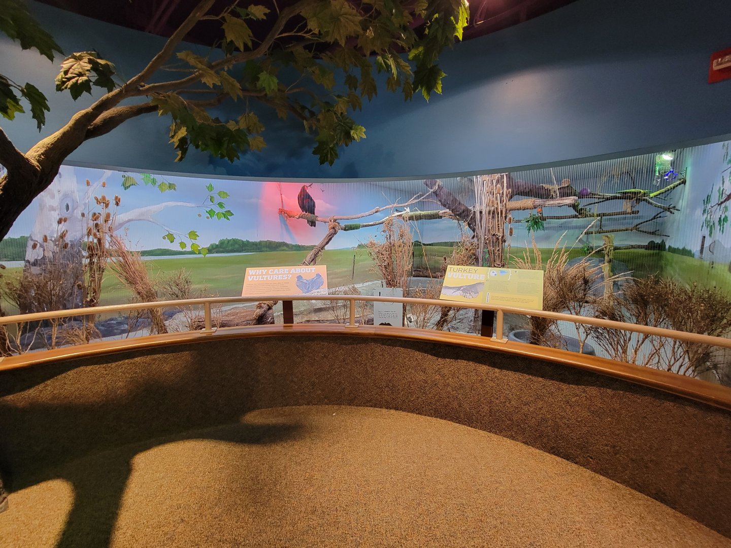 Boonshoft - Turkey vulture