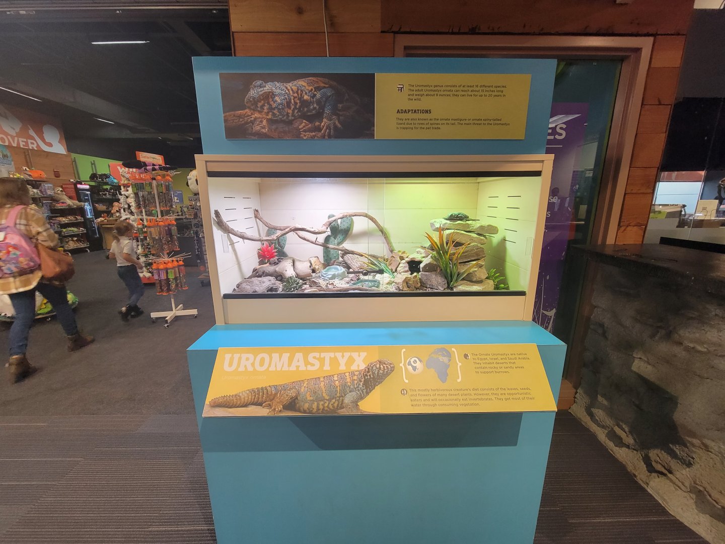 Boonshoft - Uromastyx, unspecified species