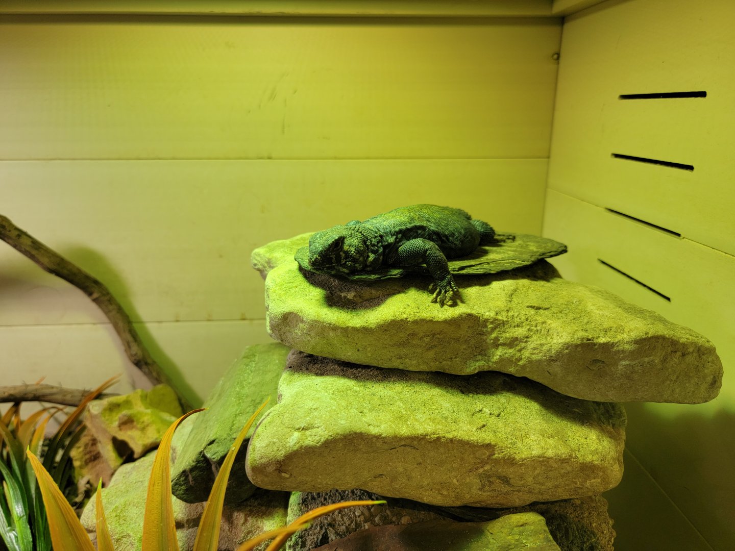 Boonshoft - Uromastyx, unspecified species