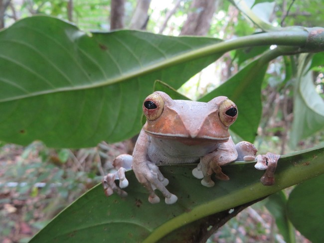 Boophis madagascariensis