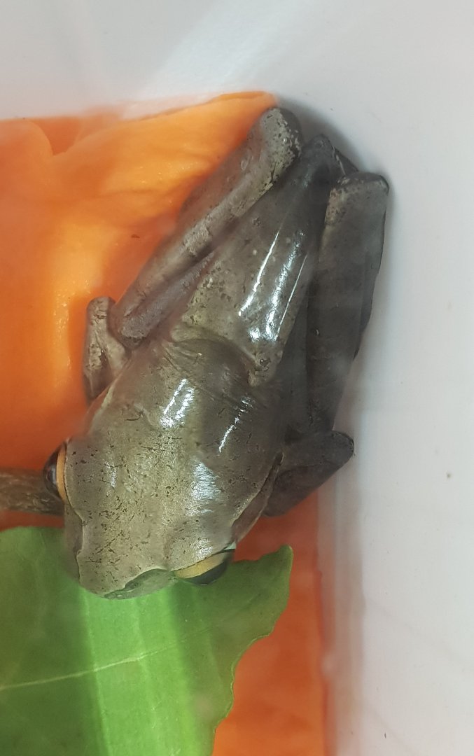 Boophis madagascariensis