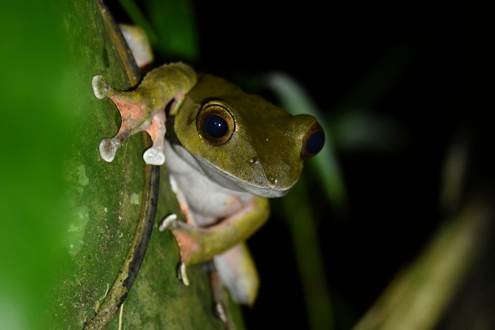Boophis roseipalmatus