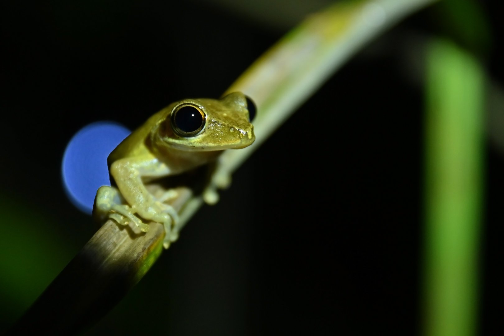 Boophis tetraomystax