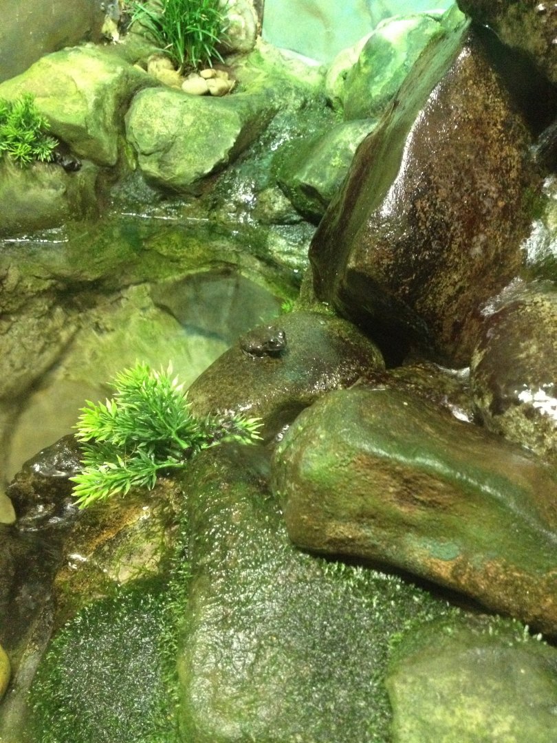 Booroolong Frog (Litoria booroolongensis)