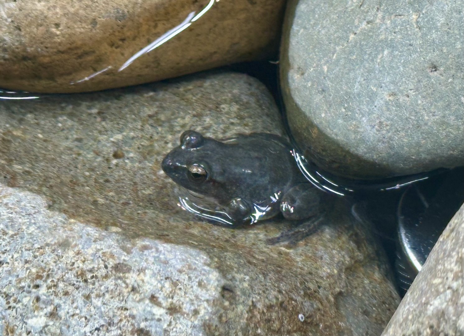 Booroolong frog (Litoria booroolongensis)