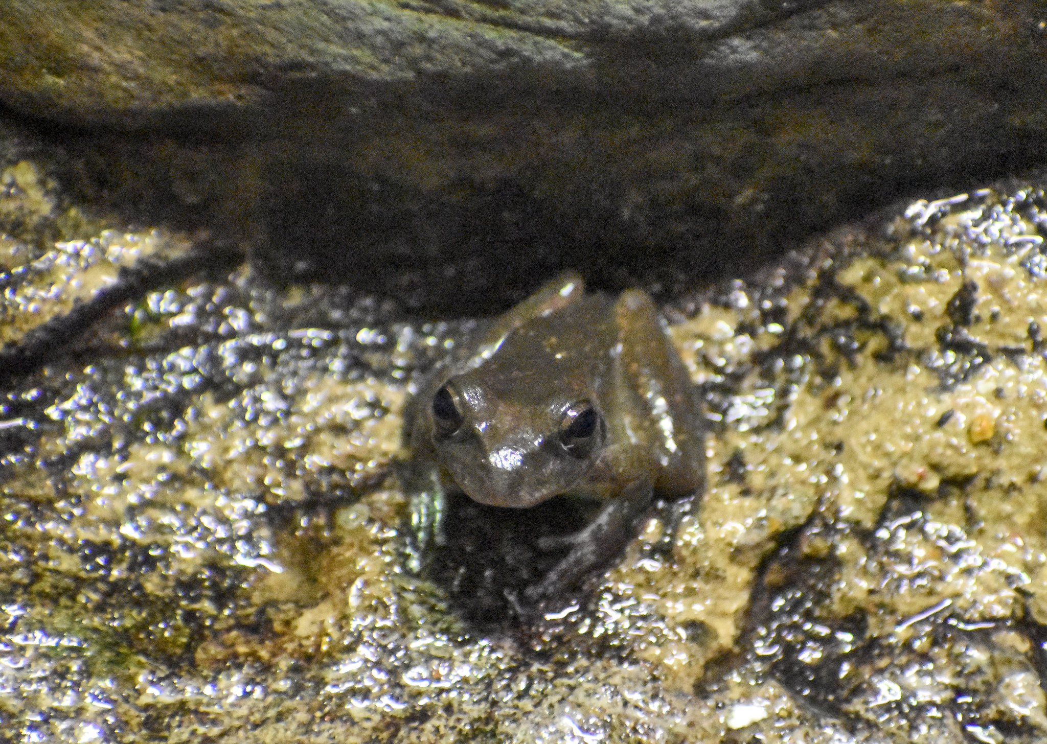 Booroolong Frog
