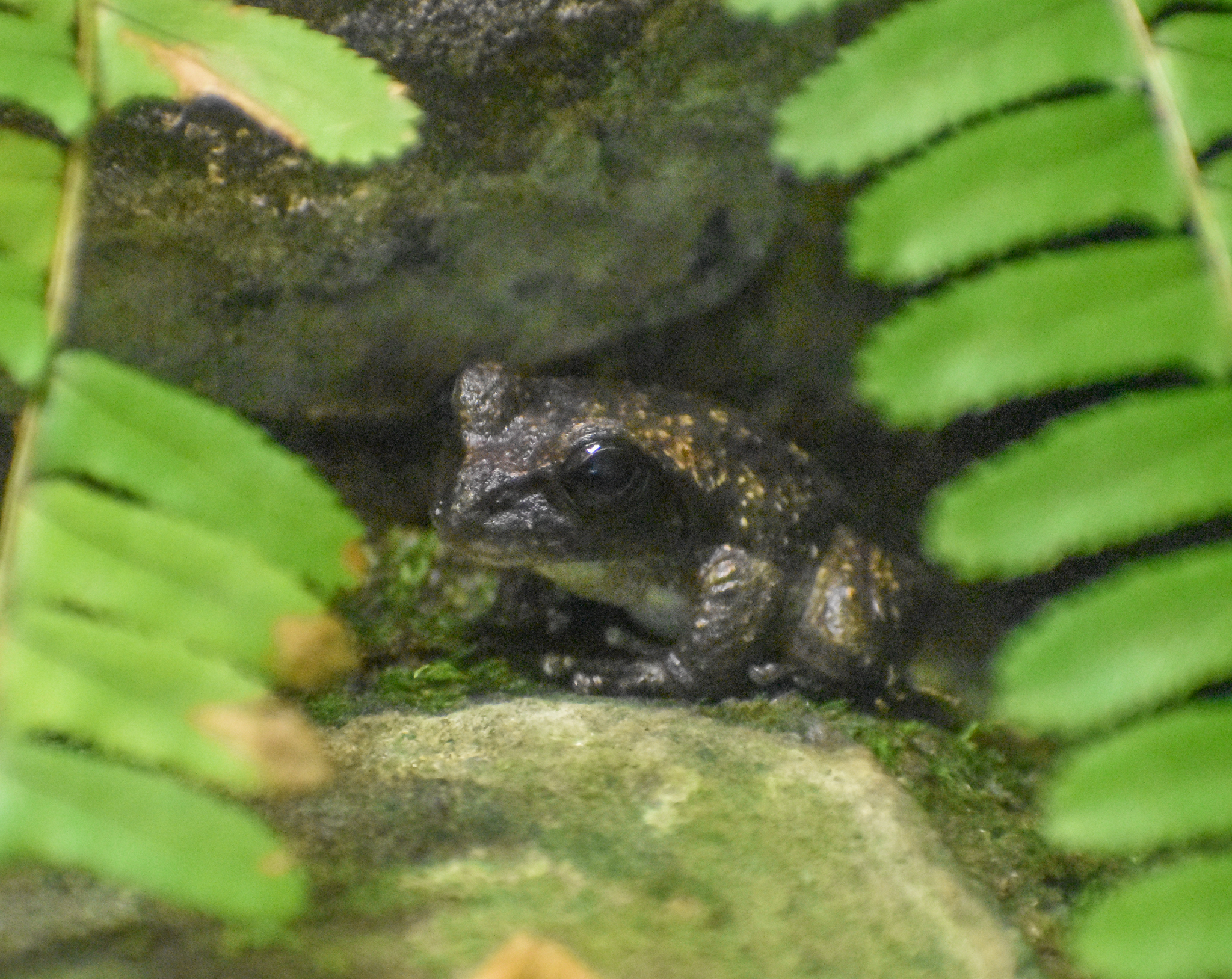 Booroolong Frog