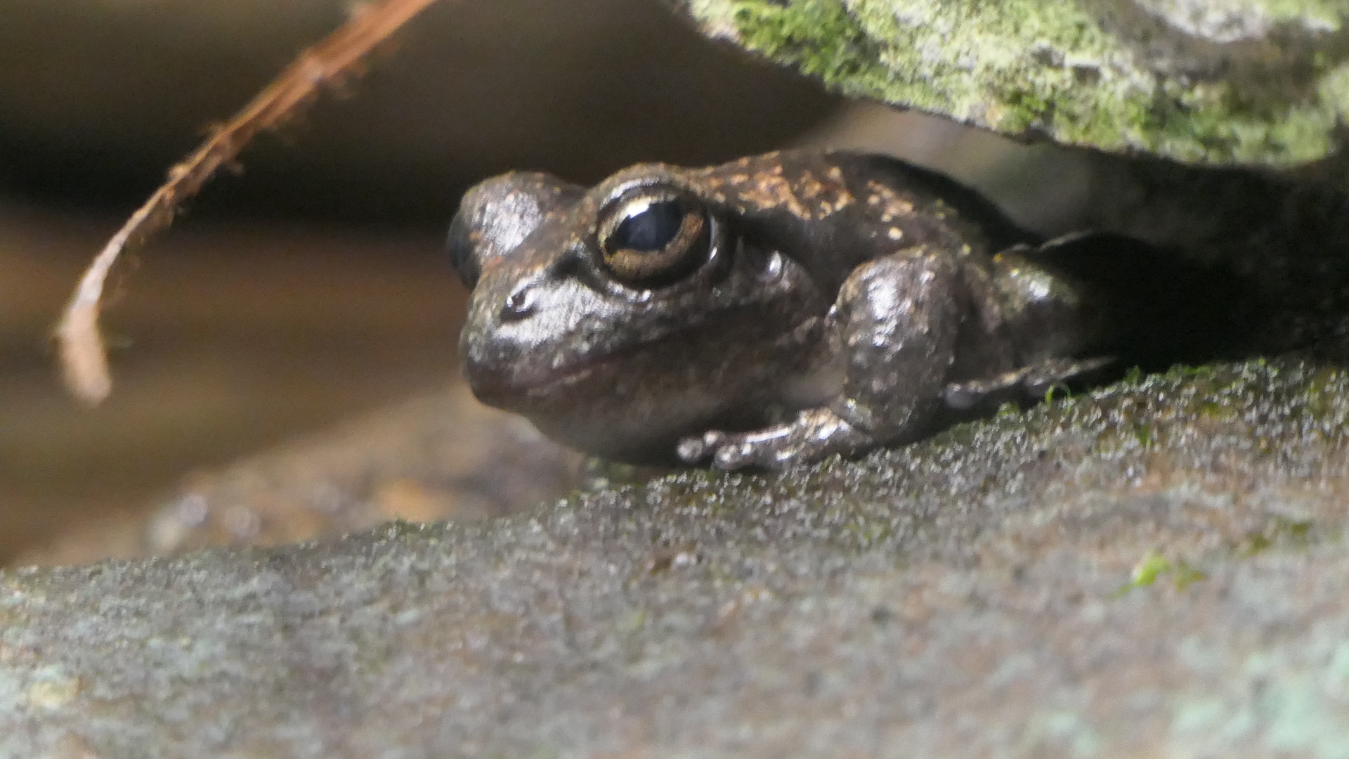 Booroolong Frog