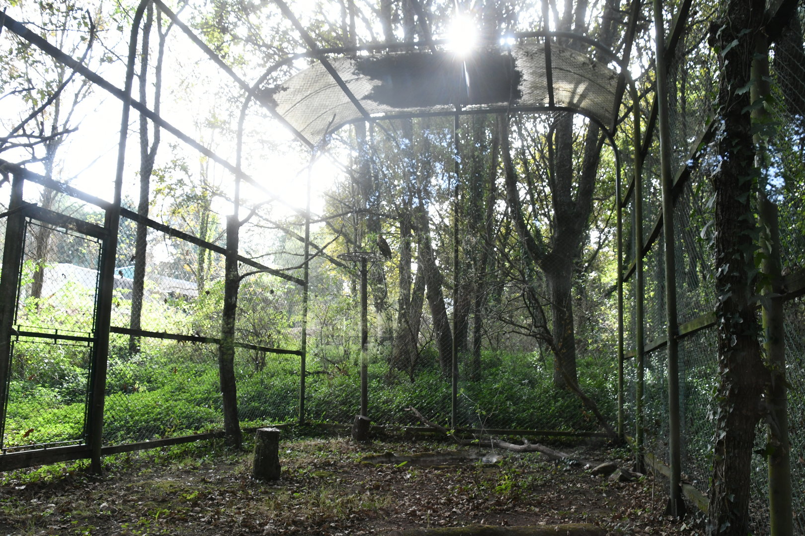 Booted Eagle and Common Buzzard Aviary