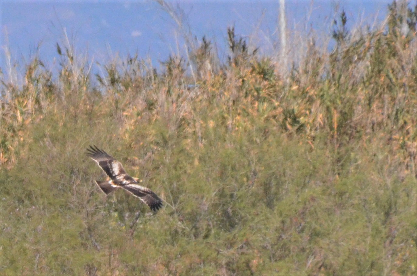Booted Eagle at Desembocadura del Guadalhorce Natural Park, 13/03/19
