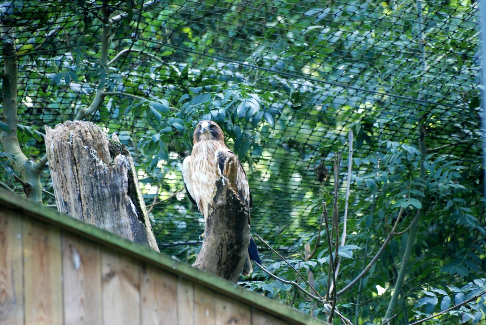 Booted Eagle at Pairi Daiza, 31/08/14