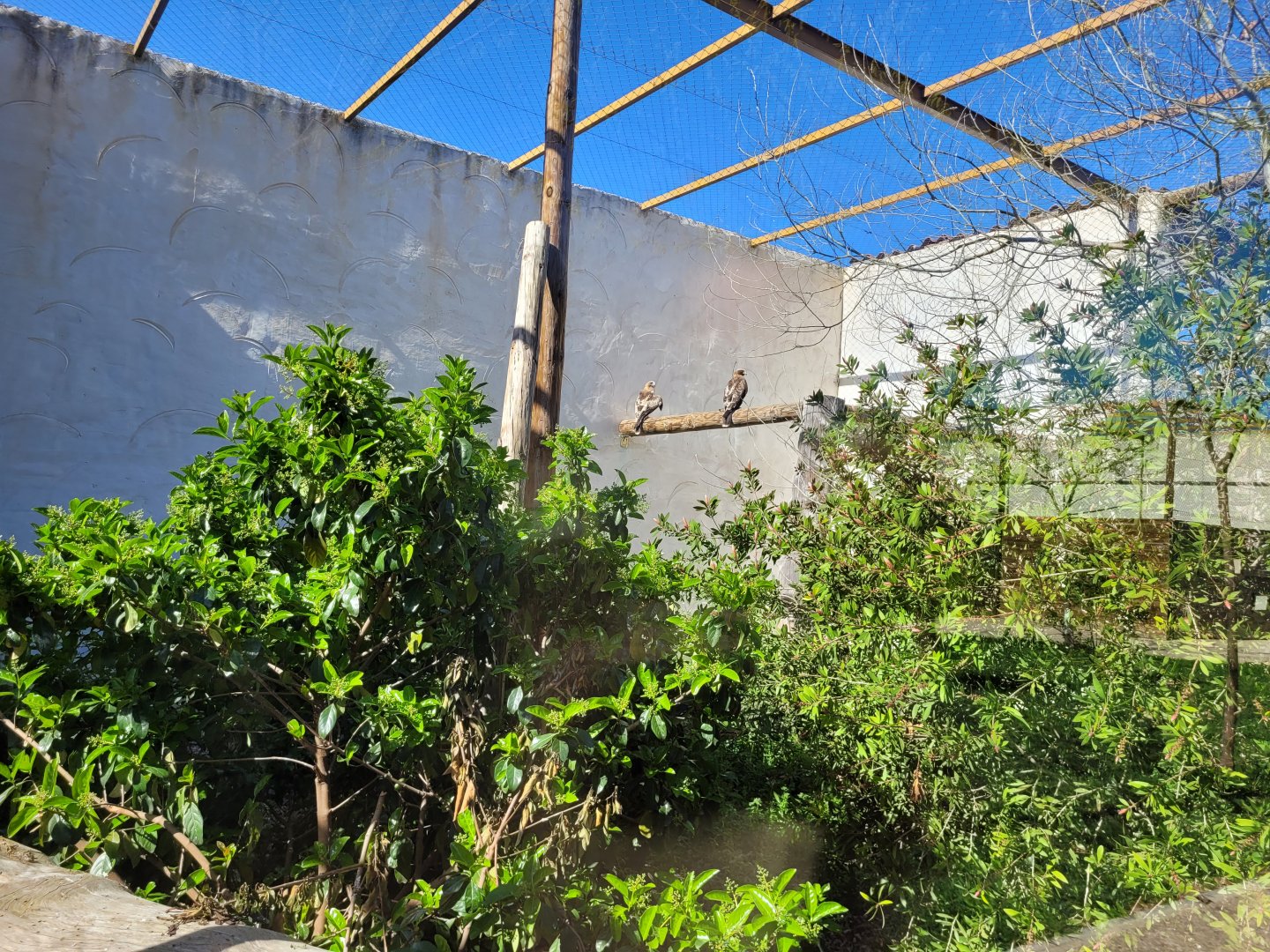 Booted eagle exhibit -Tierra Rapaz (2024)