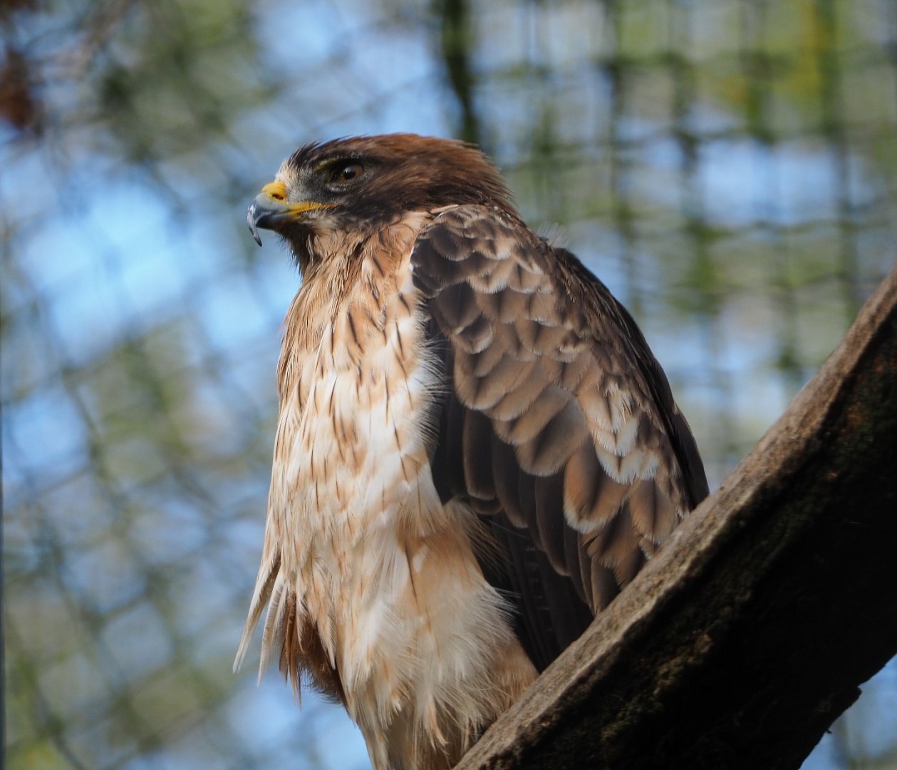 Booted eagle (Hieraaetus pennatus), 2019-10-04