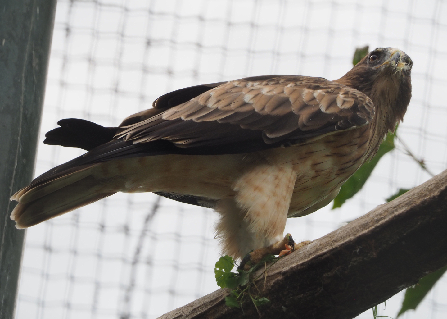 Booted eagle (Hieraaetus pennatus), 2020-09-02