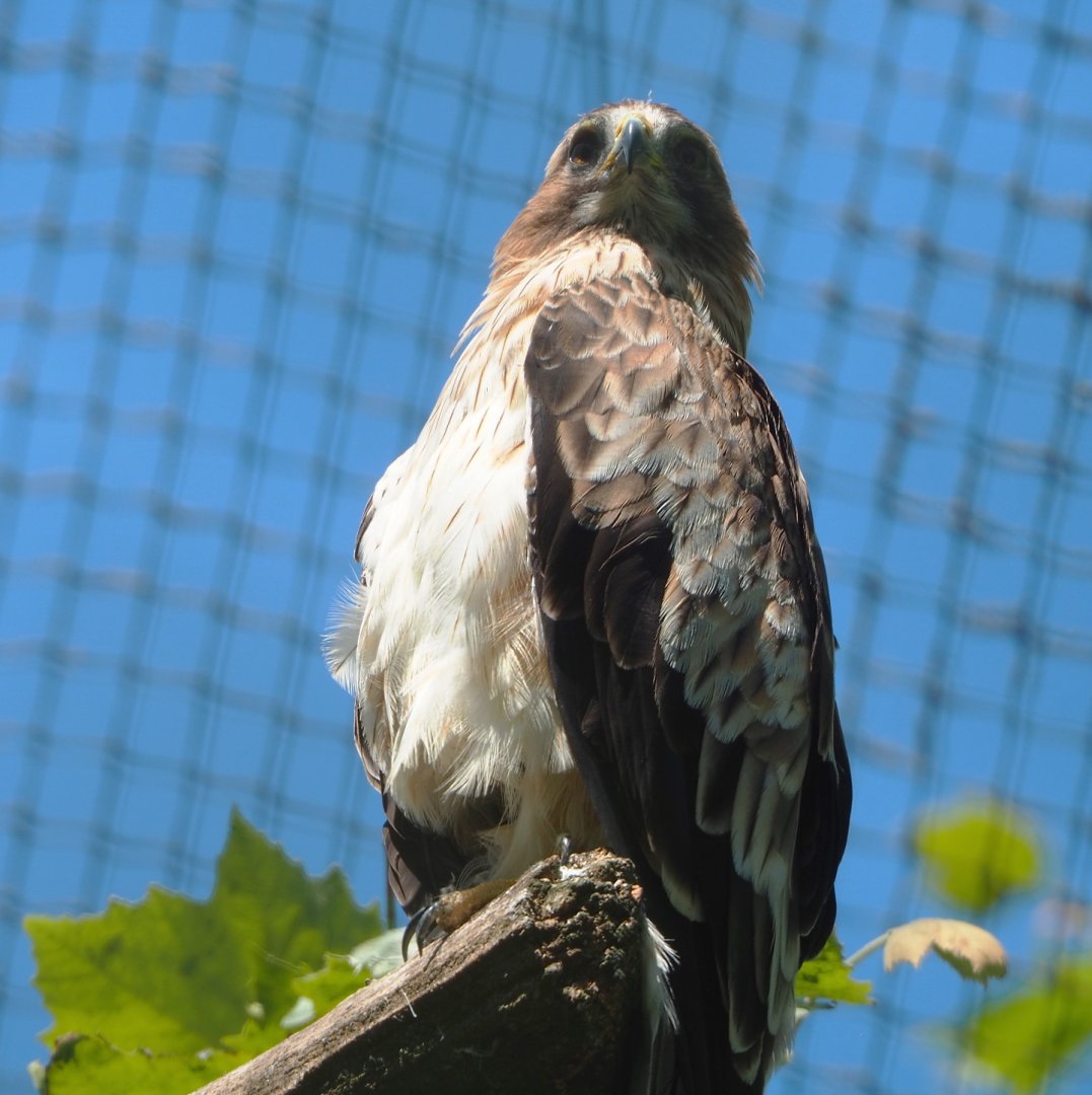 Booted eagle (Hieraaetus pennatus), 2022-06-28