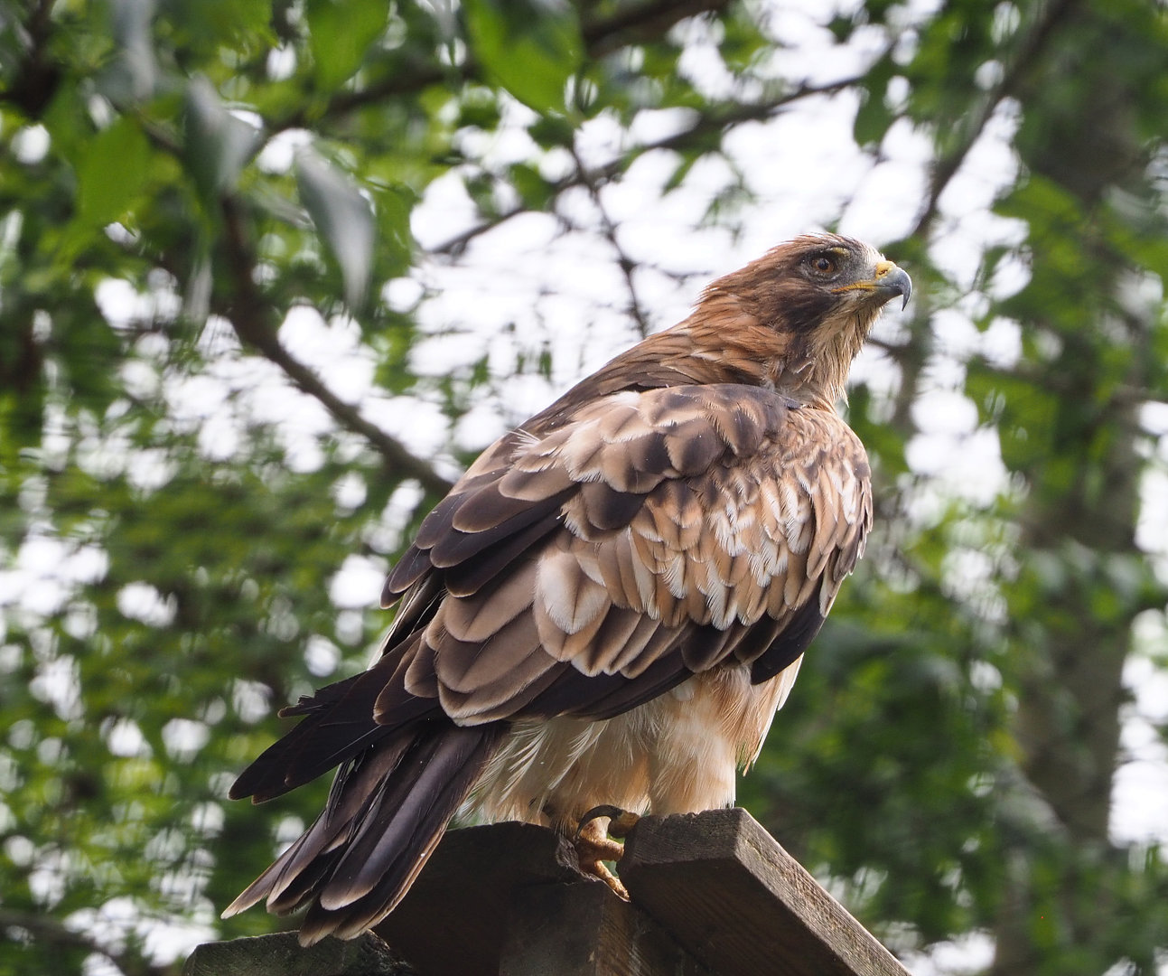 Booted eagle (Hieraaetus pennatus), 2022-09-15