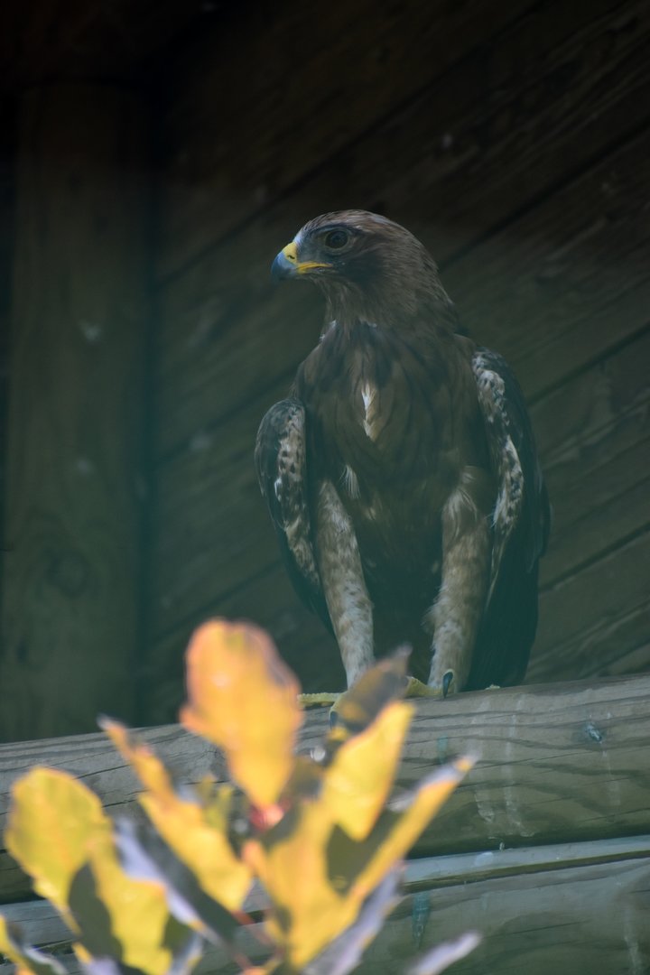 Booted Eagle - Hieraaetus pennatus