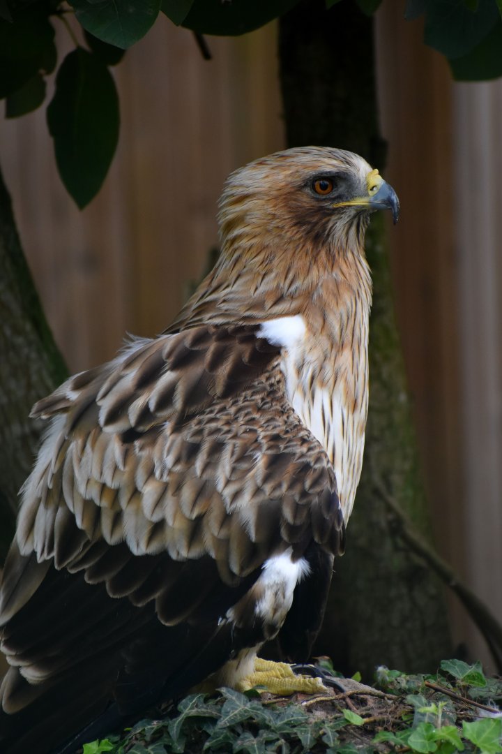 Booted Eagle - Hieraaetus pennatus