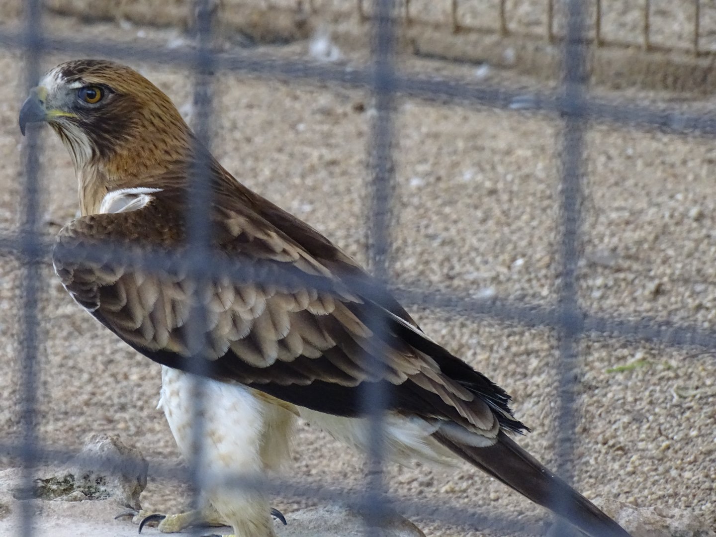 Booted eagle (Hieraaetus pennatus)