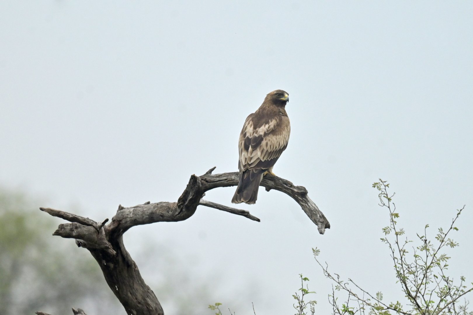 Booted Eagle Hieraaetus pennatus